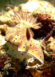Hola!Risbecia tyroni. Shot taken at Tioman Island. by Mohan Thanabalan 